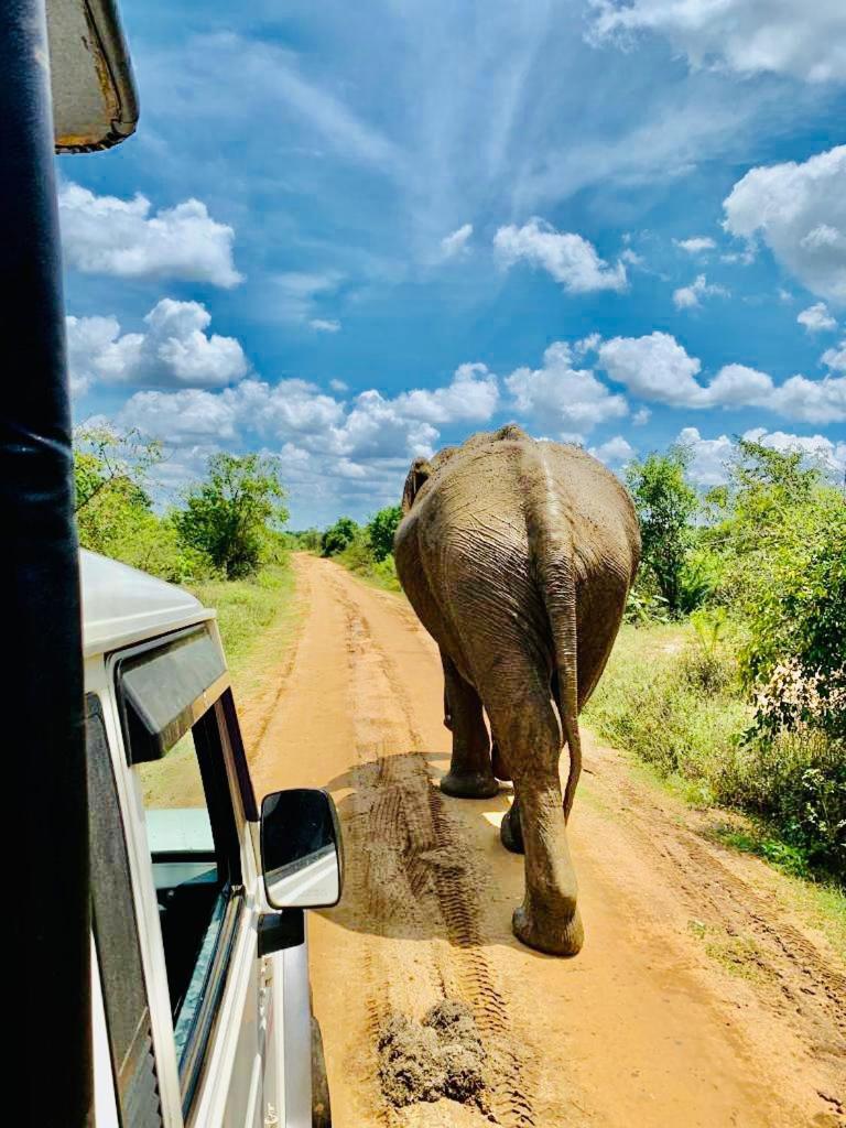 Wild Heaven Udawalawe Hotell Eksteriør bilde