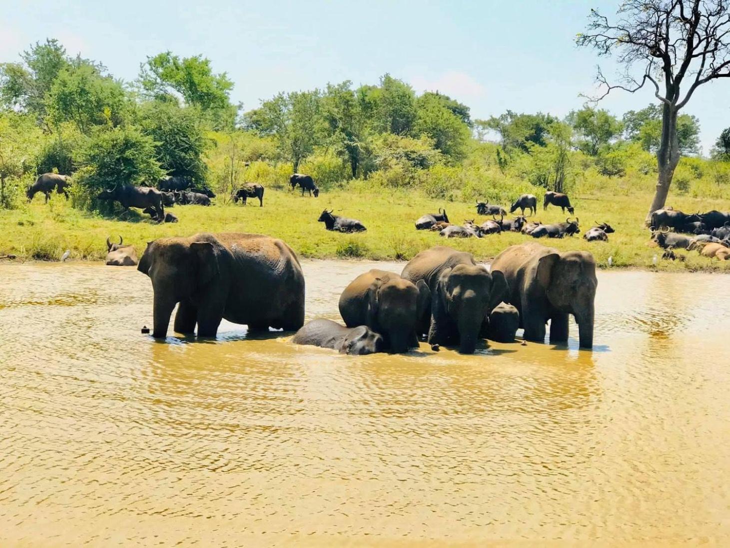 Wild Heaven Udawalawe Hotell Eksteriør bilde
