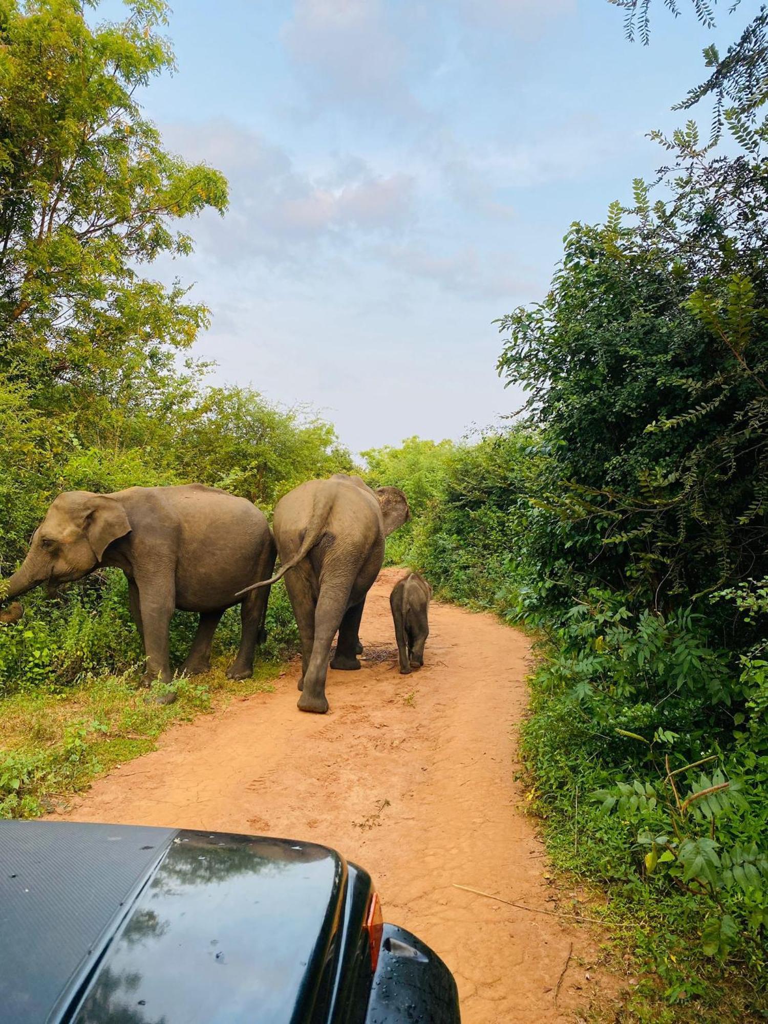 Wild Heaven Udawalawe Hotell Eksteriør bilde