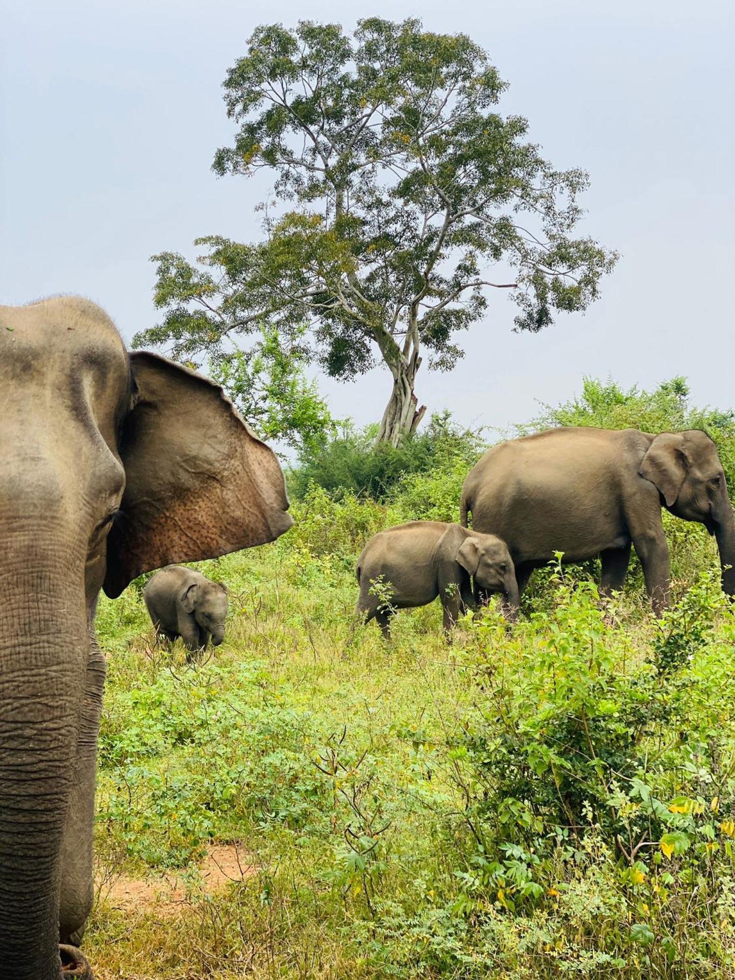 Wild Heaven Udawalawe Hotell Eksteriør bilde