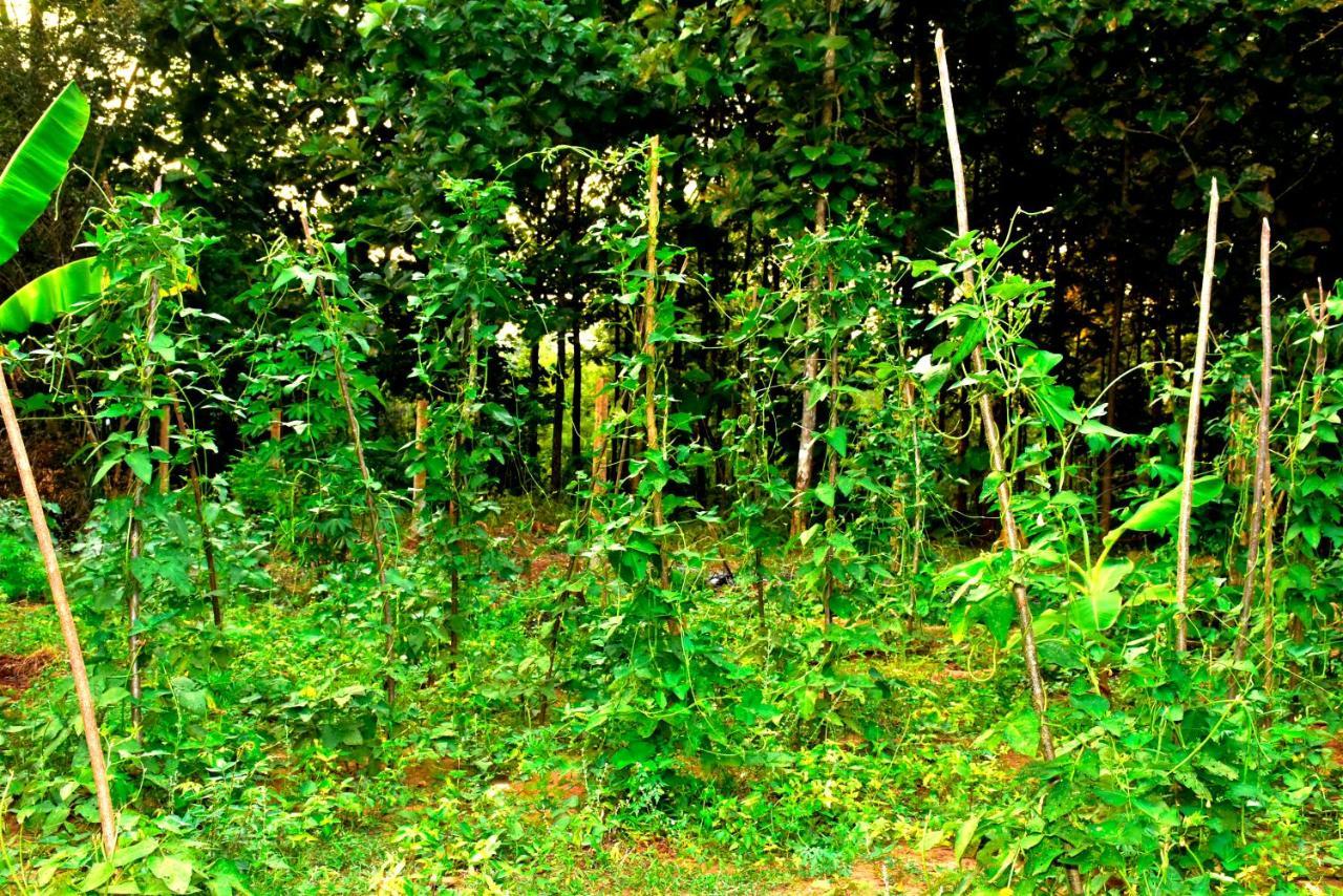 Wild Heaven Udawalawe Hotell Eksteriør bilde
